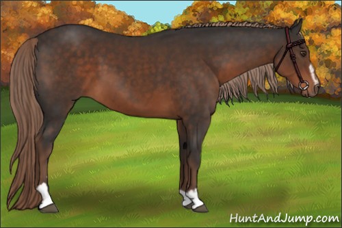 Horse Color:Liver Chestnut Sabino