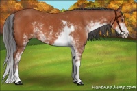 Horse Color:Bay Sabino 