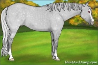 Horse Color:Silver Grullo Chinchilla Sabino 