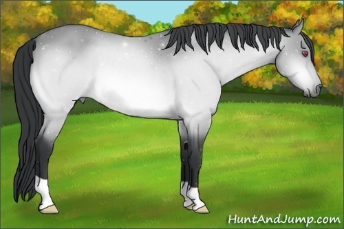 Horse Color:Bay Chinchilla 