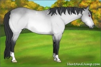 Horse Color:Bay Chinchilla 