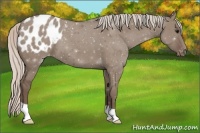 Horse Color:Silver Grullo Blanket 