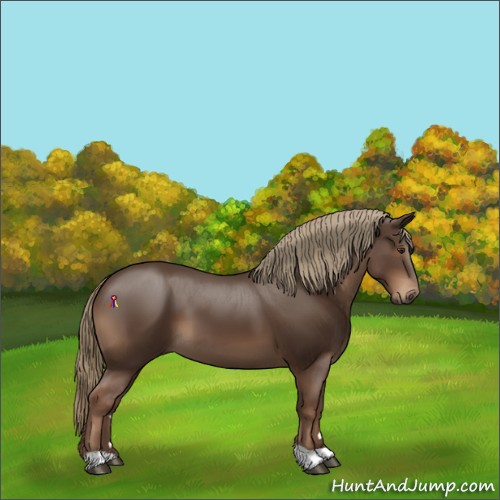 Horse Color:Liver Chestnut