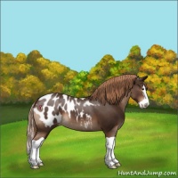 Horse Color:Liver Chestnut Splash Appaloosa 