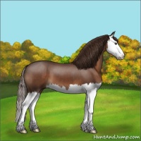 Horse Color:Liver Chestnut Splash 