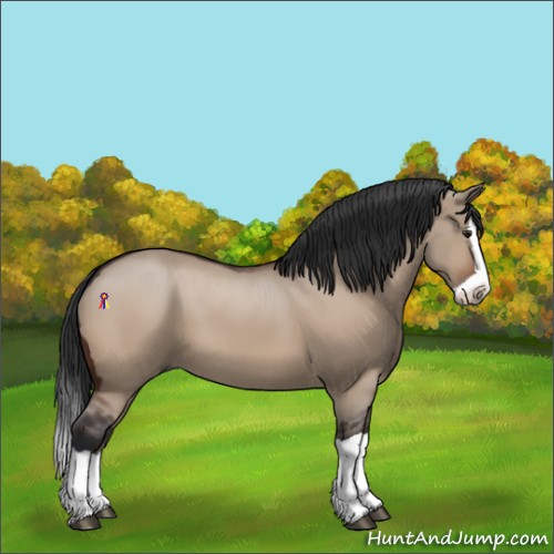 Horse Color:Brown Dun Splash