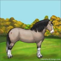 Horse Color:Brown Dun Splash