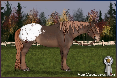 Horse Color:Liver Chestnut Appaloosa 