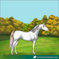 Horse Color:Classic Champagne Appaloosa 