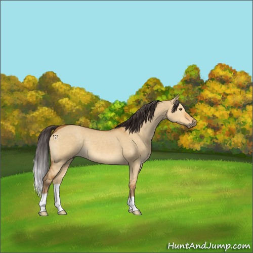 Horse Color:Buckskin Dun 