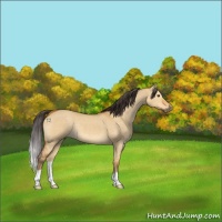 Horse Color:Buckskin Dun 