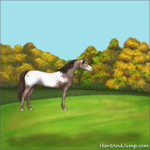 Horse Color:Classic Champagne Appaloosa 