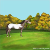 Horse Color:Classic Champagne Appaloosa 