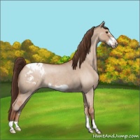Horse Color:Bay Roan Dun Frame Appaloosa 