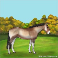 Horse Color:Bay Onyx Varnish Rabicano 