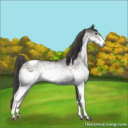 Horse Color:White Spotted Grullo Appaloosa Rabicano