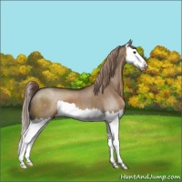 Horse Color:Liver Red Dun Splash 