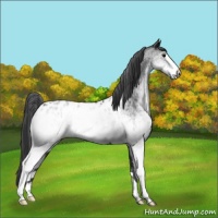Horse Color:White Spotted Black Appaloosa