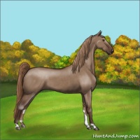 Horse Color:Liver Red Dun 