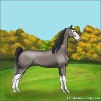 Horse Color:Grullo Splash 