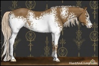 Horse Color:White Spotted Chocolate Palomino Sabino 