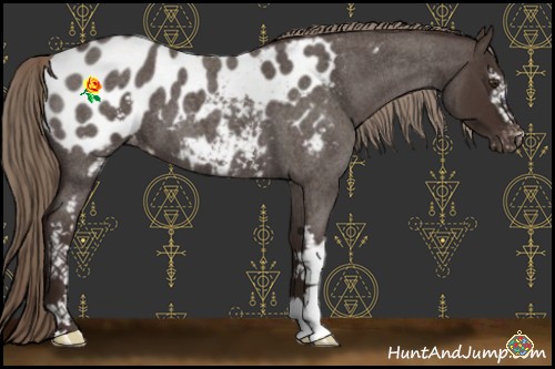 Horse Color:White Spotted Liver Red Roan Appaloosa