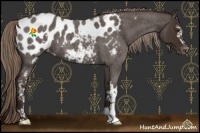Horse Color:White Spotted Liver Red Roan Appaloosa 