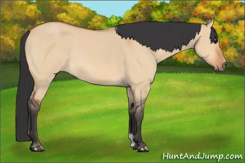 Horse Color:Bay Dun Rabicano 
