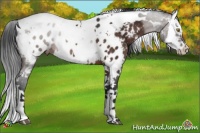 Horse Color:Brown Splash Tobiano Appaloosa Rabicano