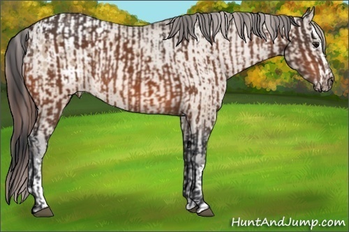 Horse Color:Bay Rabicano and Brown Dun Splash Appaloosa