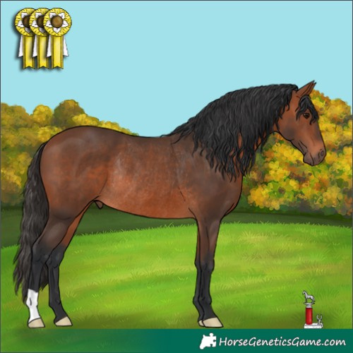 Horse Color:Bay Rabicano 