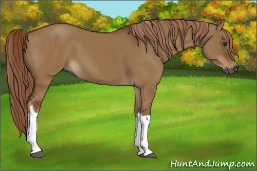 Horse Color:Gray Red Dun 