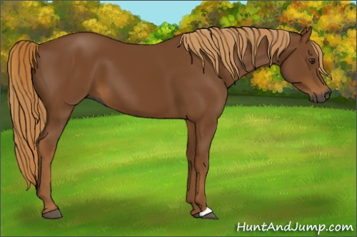 Horse Color:Gray Chestnut 