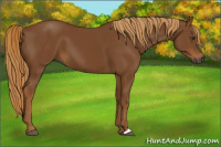 Horse Color:Gray Chestnut 