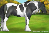 Horse Color:Black Tobiano 