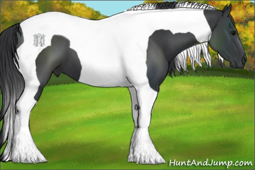 Horse Color:Black Tobiano 
