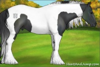 Horse Color:Black Tobiano 