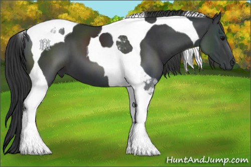 Horse Color:Black Tobiano 