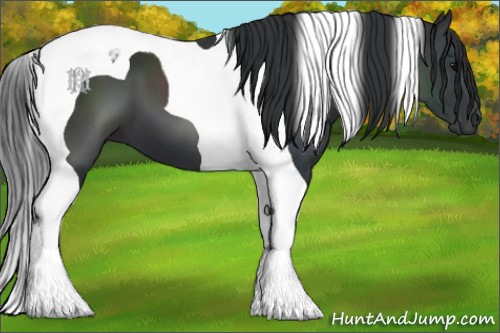 Horse Color:Black Tobiano 