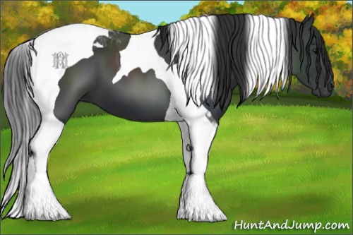 Horse Color:Black Tobiano 