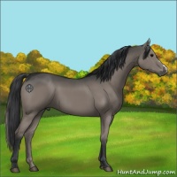 Horse Color:Grullo