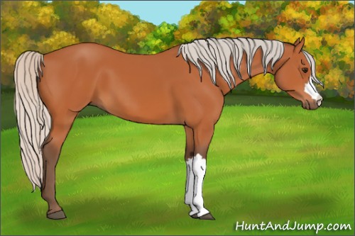 Horse Color:Silver Bay 