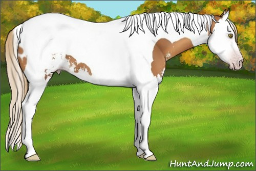 Horse Color:Gray Gold Champagne Sabino Splash Tobiano Appaloosa 