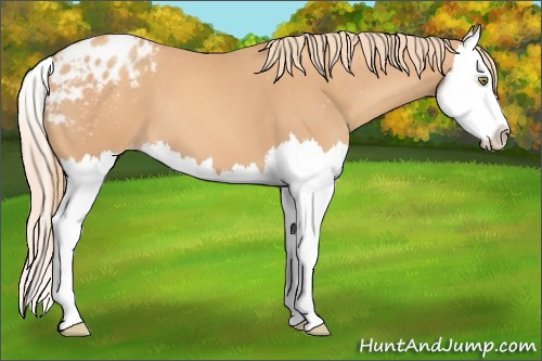 Horse Color:Gold Champagne Splash Appaloosa 