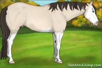 Horse Color:Amber Champagne Dun Splash