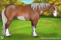 Horse Color:Silver Bay Sabino
