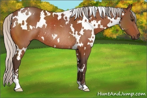 Horse Color:White Spotted Silver Bay Sabino Rabicano 