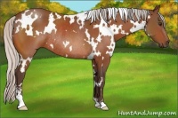 Horse Color:White Spotted Silver Bay Sabino Rabicano 