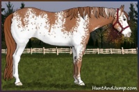 Horse Color:White Spotted Chestnut Sabino Rabicano
