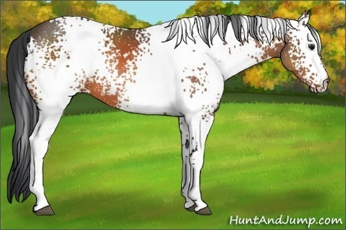 Horse Color:White Spotted Brown 